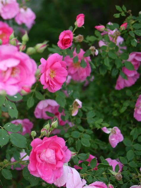 Rosa 'Frontenac' - Pépinière Cramer Inc.