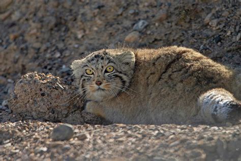 Wild Images Photography Tours | Snow Leopard Photography Tours - Ladakh ...