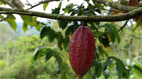 Producción De Cacao En Colombia Durante 2020 Alcanzó Récord