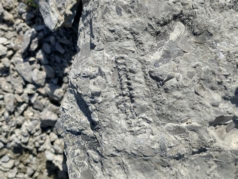 Trammel Fossil Park – Sharonville, Ohio - Atlas Obscura