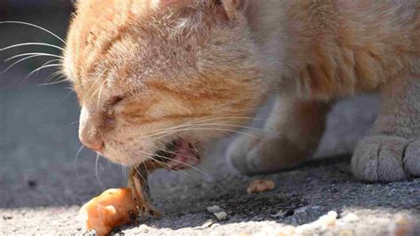 O Que Fazer Quando O Gato Vomita - Gato vomitando ração! O que fazer?