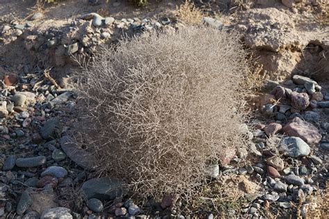 Free Images Nature Rock Winter Flower Frost Wildlife Flora