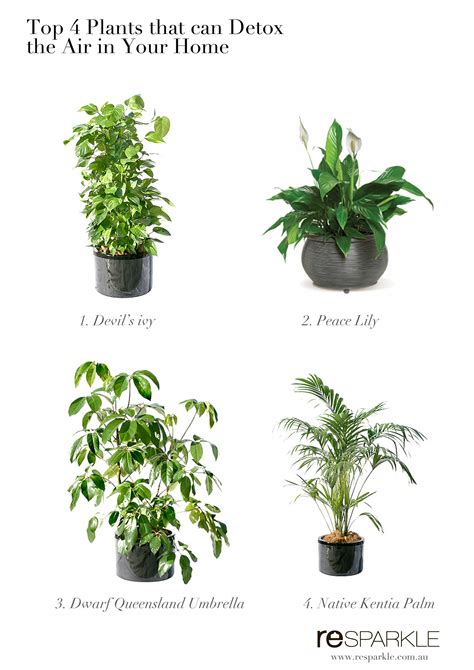 Top 4 Plants That Can Help Detox Indoor Air At Home Resparkle Australia