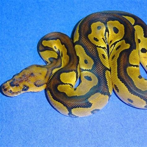 Clown Ball Python hatchlings