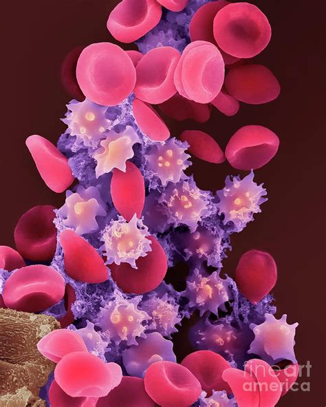 Crenated Red Blood Cells Light Microscope