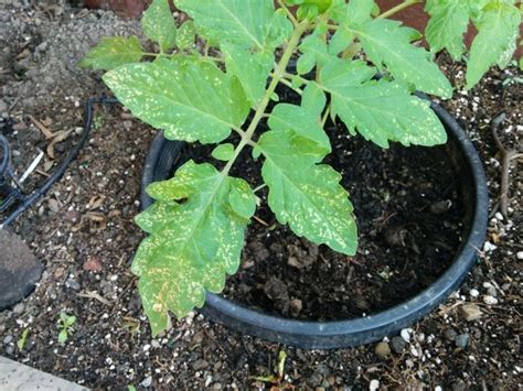 Yellowish spots on young tomato plant leaves