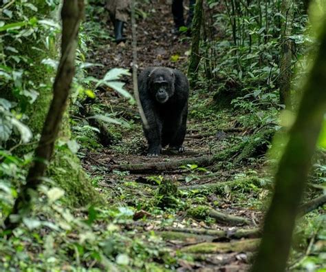 Experiencias De Vida Silvestre Que No Querr Perderse En Un Viaje A