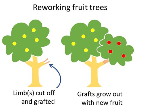 girdling a tree for fruit - Sheena Saucier