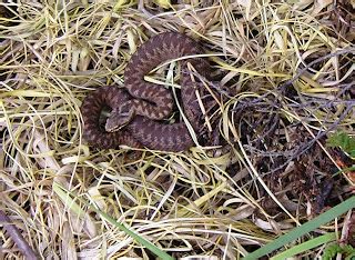 Beauty in small things: A Cute Baby Adder at Wood Lane Heath