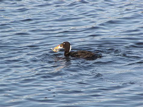 Surf Scoter - Melanitta perspicillata | Wildlife Journal Junior