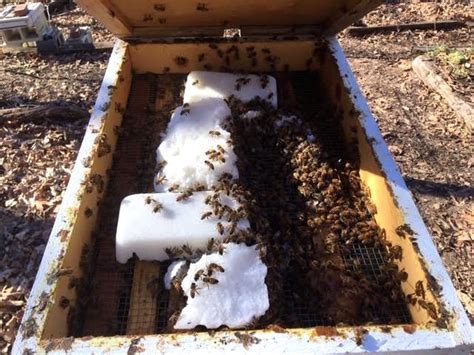 Winter Bee Feeding — Home Sweet Bees