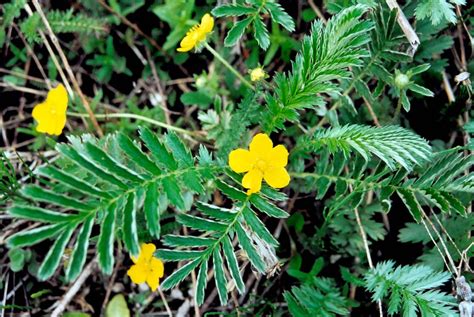 Лапчатка гусиная (Potentilla anserina L.) - лекарственное, съедобное ...