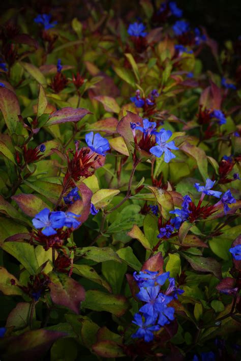 Photo #56482 | Ceratostigma plumbaginoides | plant lust