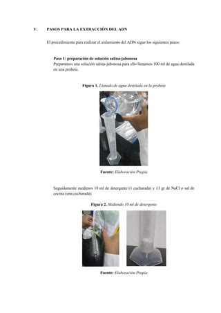 Extraccion Del Adn Del Platano Pdf