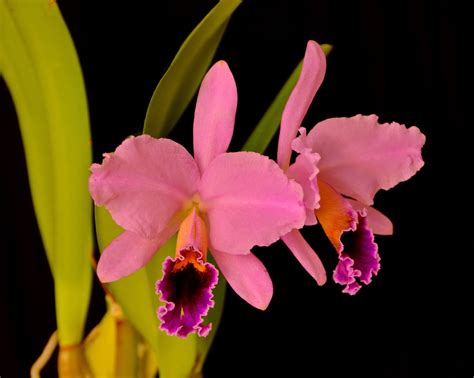 Cattleya Percivaliana Cattleya Beautiful Orchids Cattleya Orchid