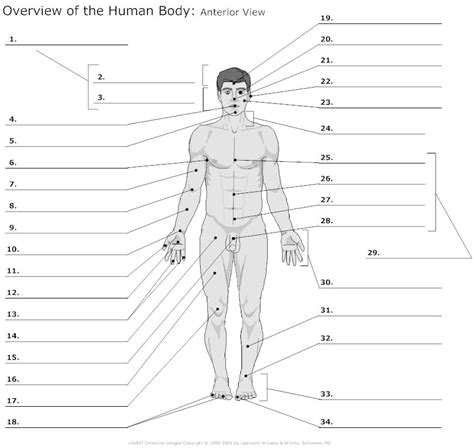 Surface Anatomy Landmarks Anterior Diagram Quizlet