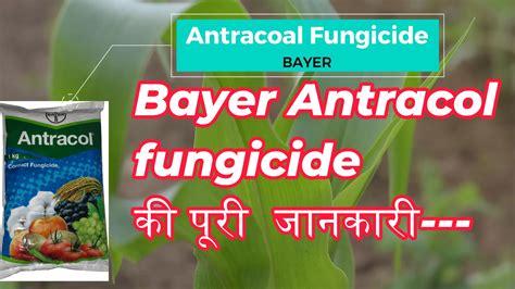 Bayer Antracol Fungicide Full Information In Hindi For Superb Fungus