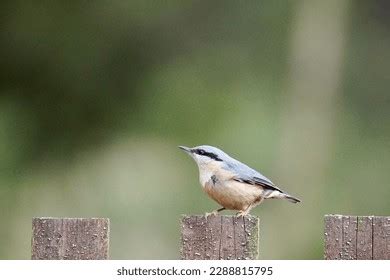 Photographing Birds Photos, Images & Pictures | Shutterstock