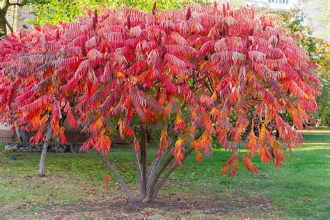 Sumac Tree Varieties Cultivation And Care Plantura