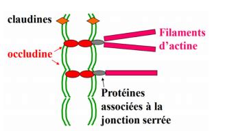 jonctions cellulaires et intégrines Cartes Quizlet