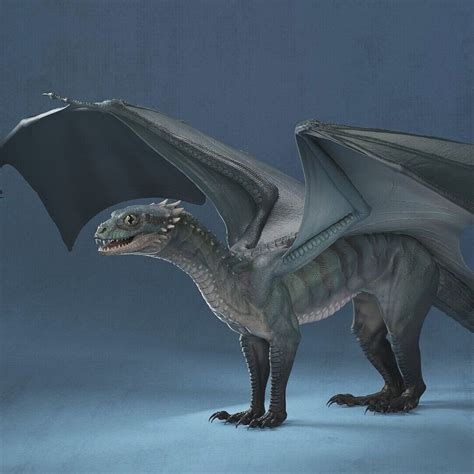 Dragon Anatomy Study — Nicole Jackson