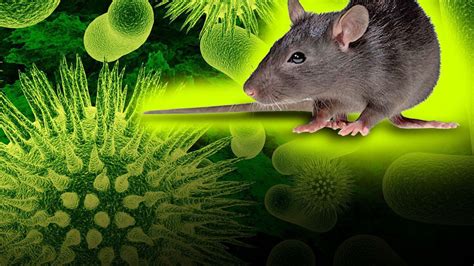 Hantavirus Virus Mematikan Selain Covid 19 Yang Kembali Muncul