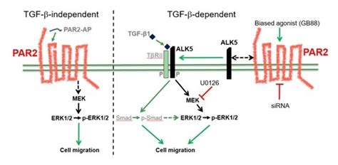 Ijms Free Full Text The Role Of Par2 In Tgf β1 Induced Erk