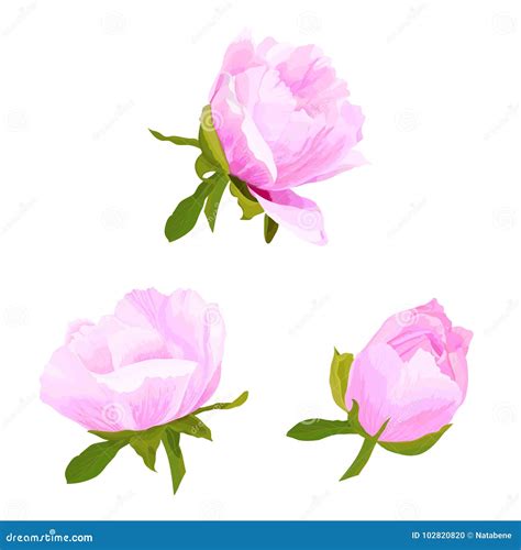 A Ilustração Realística Do Vetor De Três Isolou a Flor Cor de rosa E