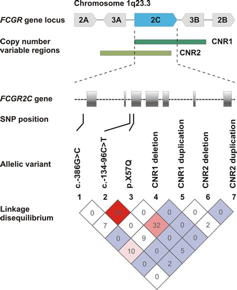 Linkage Disquilibrium Of Fcgr C Genotypic Variantsgene Copy Number And