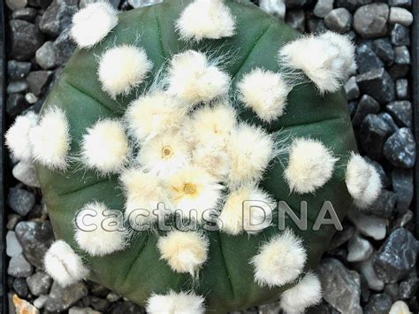 Astrophytum Asterias V Nudum Cv Ooibo Cactus Dna