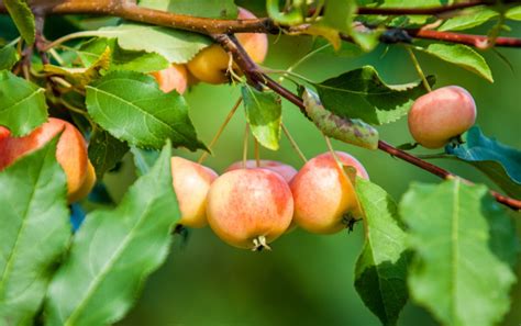 Crab Apples: Everything You Need to Know - Food Storage Moms