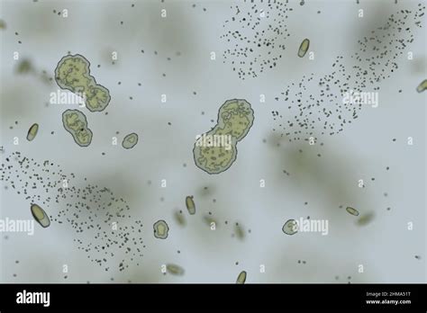 Close Up Of Bacteria Under Microscope Cgi Render Image Stock Photo Alamy