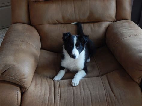 Shetland Sheepdog (Sheltie) Puppies For Sale In Ohio