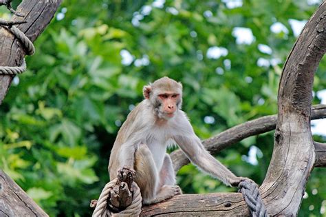 Monkeyzooprimatezoo Heidelbergfree Pictures Free Image From