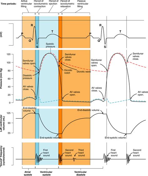 ISAP M4 5 The Cardiac Cycle Diagram Quizlet