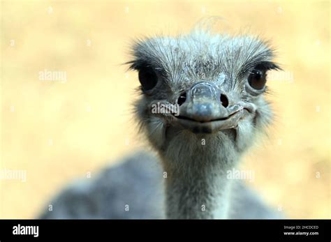 Ostrich Face Close Up, Smiling Stock Photo - Alamy