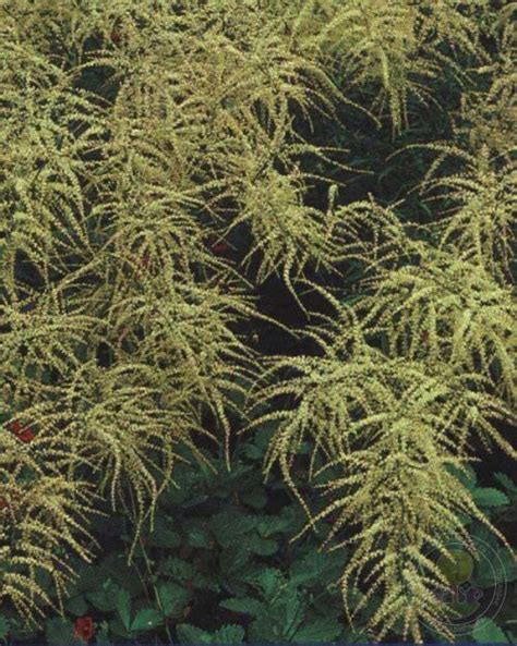 Aruncus Dioicus Kneiffii