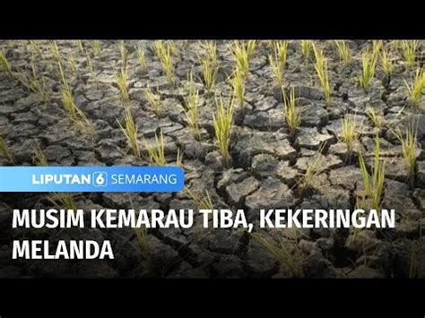 Musim Kemarau Tiba Kekeringan Melanda Liputan Semarang Youtube