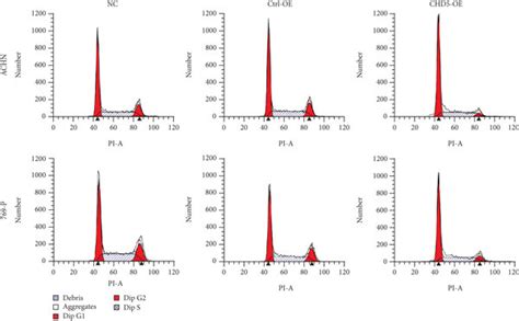 Effect Of Chd On Cell Cycle And Apoptosis A B Distribution Of Cell