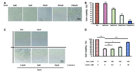 Icariin Improves The Survival Rate Of Gentamicin Treated HEI OC1