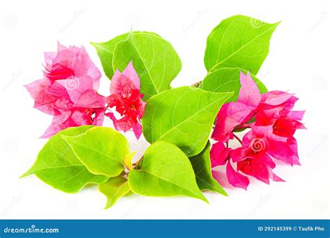 Pink Bougainvillea Flower Isolated On White Background Stock Image