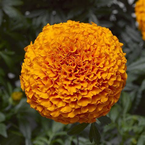 Marigold Inca Ii Deep Orange F1 Seed Harris Seeds