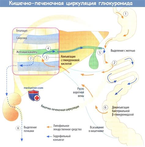 Кишечно-печеночная циркуляция лекарств