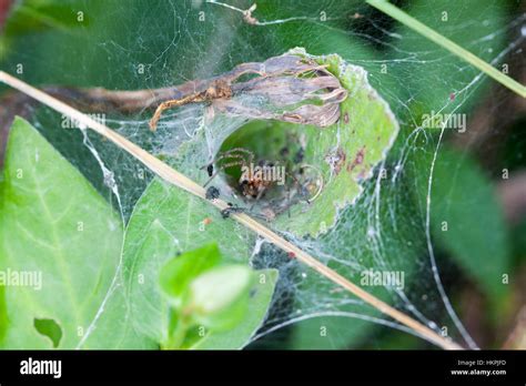 Tunnel Web Spider Stock Photo - Alamy