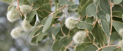 Eucalyptus Globulus Caractéristiques Et Utilisations