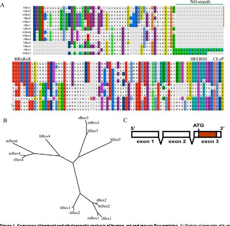 Figure 1 From Brain Expressed And X Linked Bex Proteins Are