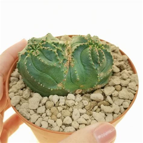 Euphorbia Obesa Tiger Form F Dicotomica Rare Form 10 Cm