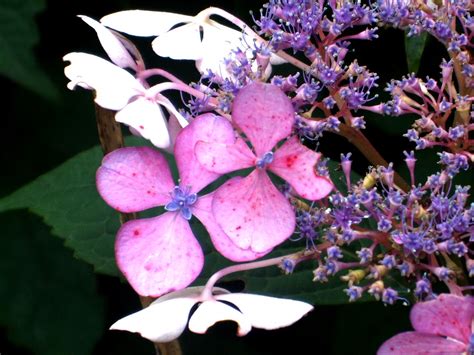 Hortensien Hydrangea Wish You All A Nice Weekend Flickr