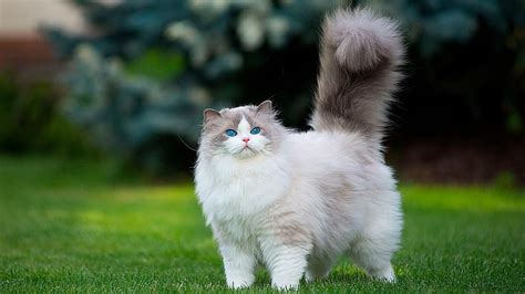 HD wallpaper: cat, mammal, fluffy cat, blue eyes, whiskers, grass, kitten | Wallpaper Flare