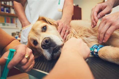 Esperanza de vida en perros con linfoma cuánto tiempo pueden vivir